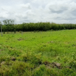 ban-3000m2-dat-cay-lau-nam-ap-3-xa-tra-vong-duong-o-to-toi-noi-gan-tl793-gia-498-trieu