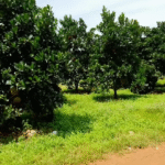 ban-3000m2-dat-2-mat-tien-nga-ba-dong-ha-tan-dong-tay-ninh-200m2-tho-cu-gia-27-ty1