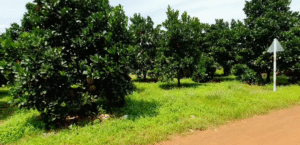Bán 3000m² Đất 2 Mặt Tiền Góc Ngã Ba Đông Hà – Gần Trường Tiểu Học & Mẫu Giáo Tân Đông, Tây Ninh – Có 200m² Thổ Cư, Giá 2,7 Tỷ